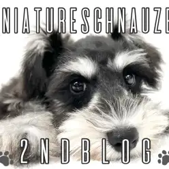 【  ミニチュアシュナウザー】シュナカットでちょっぴり大人！【2nd BLOG】