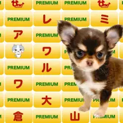 【 チワワ 】実録！プレミアムチョコタンチワワちゃんの1日に濃厚密着！