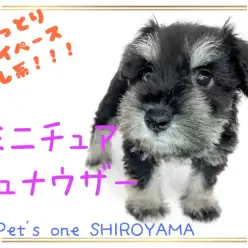 【 ミニチュア・シュナウザー 】超美形！べっぴんさん確定なシュナちゃん