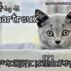 【 シャルトリュー 】好きな居場所を見つけたブルーの希少甘えん坊ニャンコ！