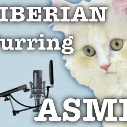 【 サイベリアン 】夏休みの宿題応援企画！猫のゴロゴロ音の秘密を公開！