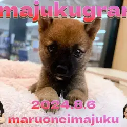 【 豆柴 】生後2ヶ月体重749g！赤い被毛が美しい豆柴の女の子が仲間入り！