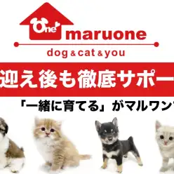 【 サポート 】ペットとの生活をより良いものに！お迎え後の充実サポートご紹介