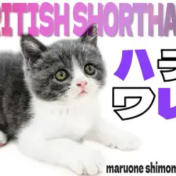 【 ブリティッシュ 】キャラクター性抜群!ハチワレ模様と丸顔が可愛いコミカル猫!