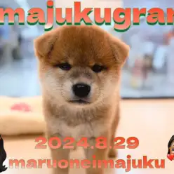 【 イマジュクグラム 】困り顔が癖になるどすこい柴犬の男の子が仲間入り！