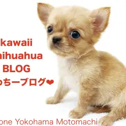 【 チワワ 】横浜元町店の可愛いちーちゃんのかわちーなブログ！