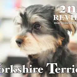 【 ヨーキー 】トレーニングはバッチリ！生後90日を迎えた陽気なイケメンワンコ！