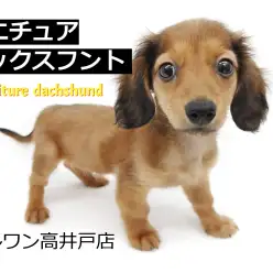 【 ミニチュア・ダックス 】天性の人懐っこさと二度見確定の可愛い顔をした男の子！