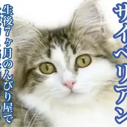 【 サイベリアン 】抱っこ好き！散歩もできる！わんことも遊べる最高にゃんこに密着