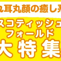 【 スコティッシュフォールド特集 】8/29現在在店中の垂れ耳丸顔の癒し系！