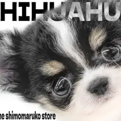 【 チワワ 】牛柄模様が特徴的!小さめサイズのドワーフ体型が可愛い癒し系の女の子