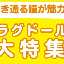 【 ラグドール特集 】8/22現在在店中のぬいぐるみ系美猫！最新動画は必見！