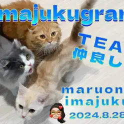 【 イマジュクグラム 】多頭ライフにオススメなイケニャンたち！最新動画付き！