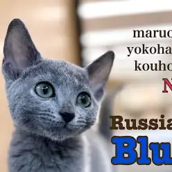 【 ロシアンブルー 】超甘えんboyの今をご紹介！