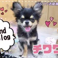 【 チワワ 】生後4ヶ月半で体重1.4kg！こぐま顔が特徴の人懐っこい女の子！