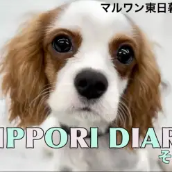 【 NIPPORI DIARY その9 】されるがままの癒し癒されキャバリア男子