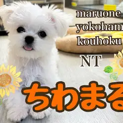 【 MIX 】可愛さ増し増し！生後105日の元気ガール