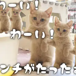 【 マンチカン 】お店に来て1週間！！ついにマンチ立ちを披露！