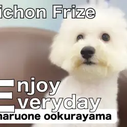 【 ビションフリーゼ 】トリミングしてさっぱり大変身！おぱんつカット注目！