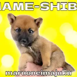 【 豆柴 】生後2ヶ月で988g！手乗りもできる王道赤が美しい豆柴の女の子！