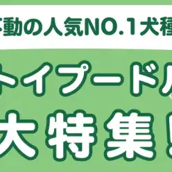 【 トイプードル特集 】9/5現在在店中の不動の人気No.1犬種！最新動画は必見