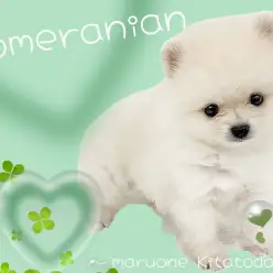 【 ポメラニアン 】愛嬌たっぷり！クリームカラーのたぬきポメが埼玉に登場！