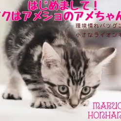 【 アメリカンショートヘア 】威風堂々!環境馴れバツグンのシルバー男子降臨!