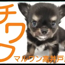【 チワワ 】小さめサイズの可愛い男の子が杉並区高井戸に舞い降りた!