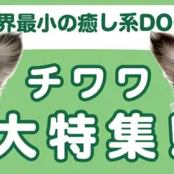 【 チワワ特集 】9/12現在在店中の全店舗のチワワちゃん！最新動画付き！