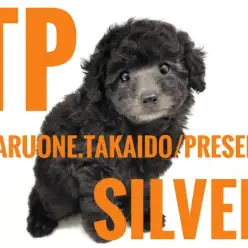 【 トイプードル 】短めマズルの丸顔が可愛いシルバーカラーの女の子が登場！！