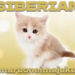 【 サイベリアン 】希少カラーの癒し系！目ヂカラ最強の温厚な男の子！