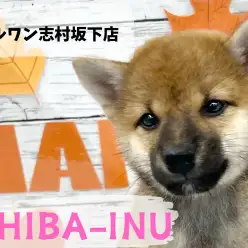 【 柴犬 】和犬代表！天真爛漫で人が大好きな柴犬の女の子が入店！