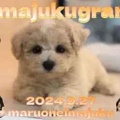 【 イマジュクグラム 】ビションフリーゼとトイプードルの最強MIXが仲間入り!