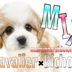 【 キャバション 】キャバリアとビションのMIX!伝説級の可愛らしさに迫る!