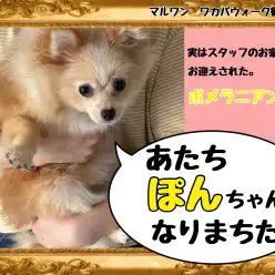【 ポメラニアン 】鶴ヶ島店スタッフの私がお迎えしたポメラニアンちゃん