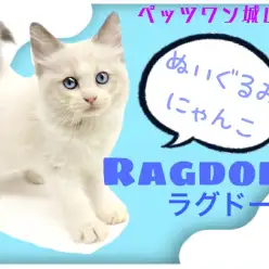 【 ラグドール 】甘えんボーイのぬいぐるむボディのイケメンにゃんこ
