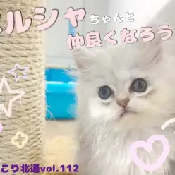 【 ほっこり北通Vol.112 】初めましてのペルシャちゃんと仲良くなろう！
