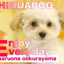 【 チワプー 】生後98日目！トリミングして更に可愛く大変身なのだっ！！