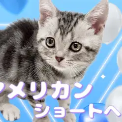 【 アメリカンショートヘア 】美しい柄模様に注目!社交的な優秀にゃんこ!