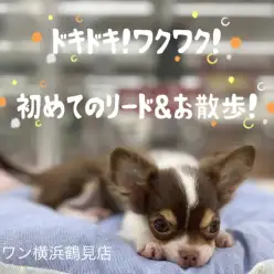 【 チワワ 】ドキドキ！ワクワク！初めてのリード＆お散歩！