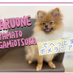 【 ポメラニアン 】家族が決まりました！超フレンドリーな友達たくさん作れる系女子