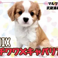 【 チワワ×キャバリア 】最上級に可愛いお顔のMIXが降臨。その名はチワキャバ!