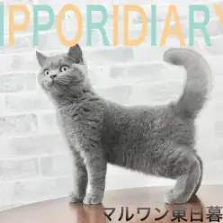 【 NIPPORI DIARY その10】一見クールだけど超甘えん坊なブリちゃん