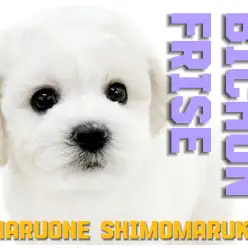 【 ビションフリーゼ 】幸せを呼ぶアフロ!濃密BODYの女の子に注目が集まる!