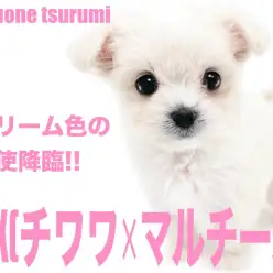 【 MIX 】2NDブログ、チワワとマルチーズのMIX、通称チワマルちゃんの女の子！！