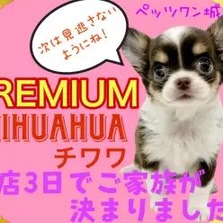 【 チワワ 】つぎは見逃さないで！マルワンプレミアムチワワちゃん