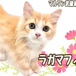 【 ラガマフィン 】猫界のテディベア！超美形なお利口さんが埼玉に登場！