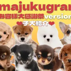 【 イマジュクグラム 】お客様大感謝祭ラストWEEK！最新子犬情報をお届け！