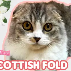 【 スコティッシュフォールド 】成長と共に魅力の増したおっとり丸顔キャット！