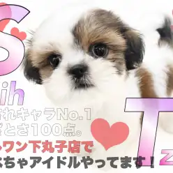 【 シーズー 】温厚な性格と丸いシルエットが可愛い癒し系で愛されキャラの女の子！